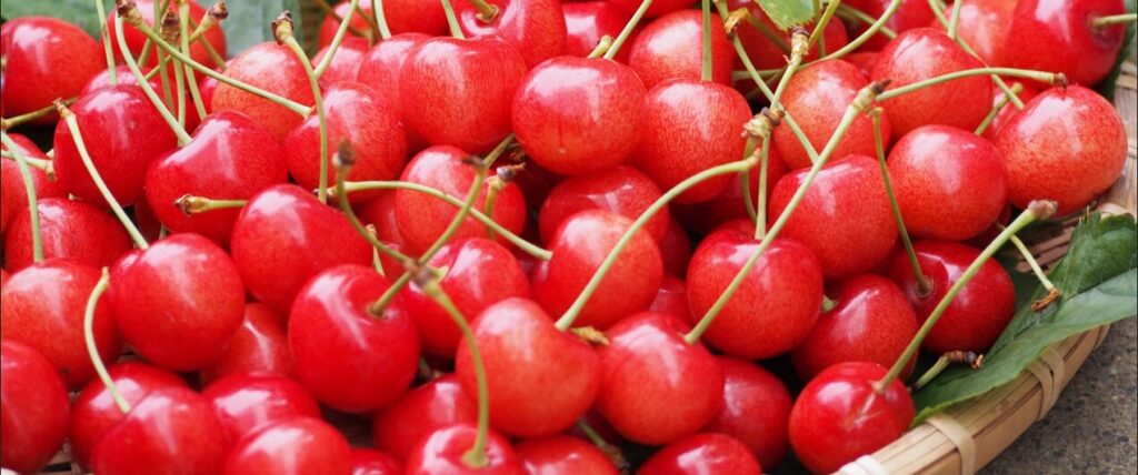 2025年さくらんぼ狩り（山形槙農園） | さくらんぼ狩り山形槙農園